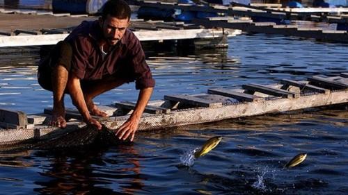 عضو في الغرفة التجارية: المزارع تطعم الأسماك بقايا دواجن نافقة