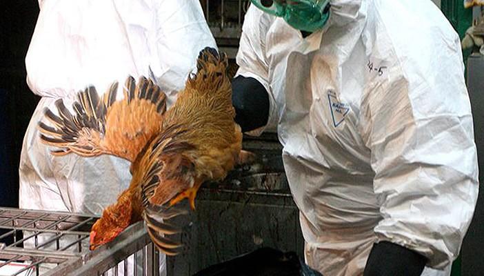 ارتفاع عدد البؤر المصابة بإنفلونزا الطيور إلى 299 في 25 محافظة