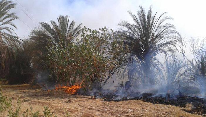 11 سيارة إطفاء للسيطرة على حريق مزرعة الزيتون بأبورواش