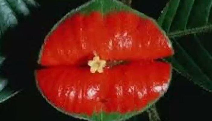 بالفيديو.. “زهرة الشفايف” نادرة وذات شكل جذاب