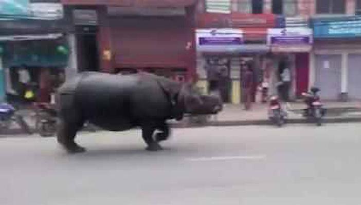 بالفيديو.. وحيد قرن هارب يطارد المارة بشوارع نيبال