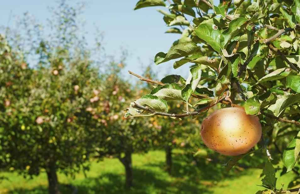 “الشجرة طرحت بطاطس”.. إعلان “فارم فريتس” يثير سخرية رواد “فيس بوك”