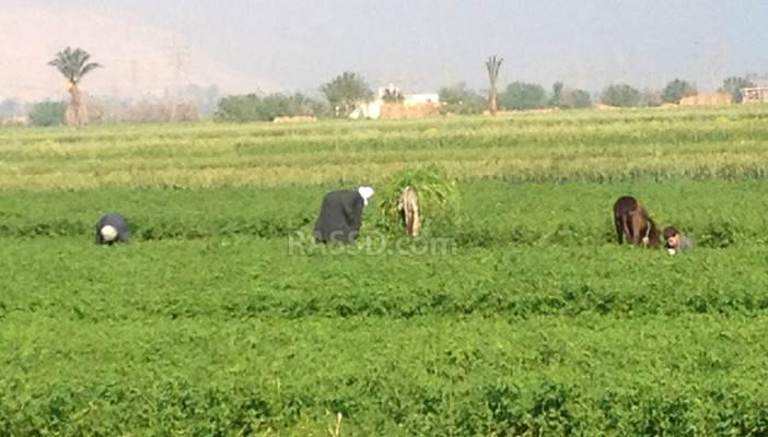 فلاحو سوهاج يشتكون من الأزمات المتراكمة دون حل