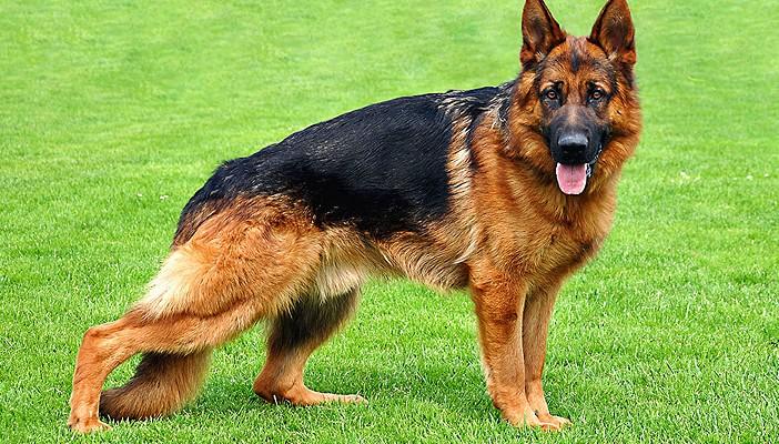 بالفيديو.. كلب بارع في الأعمال المنزلية