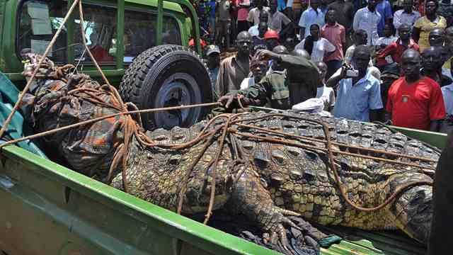 اصطياد تمساح يزن طن بعد افتراسه 4 أشخاص بأوغندا