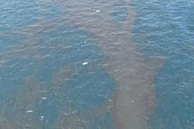 رصد تلوث بترولي بالقرب من شواطئ الغردقة