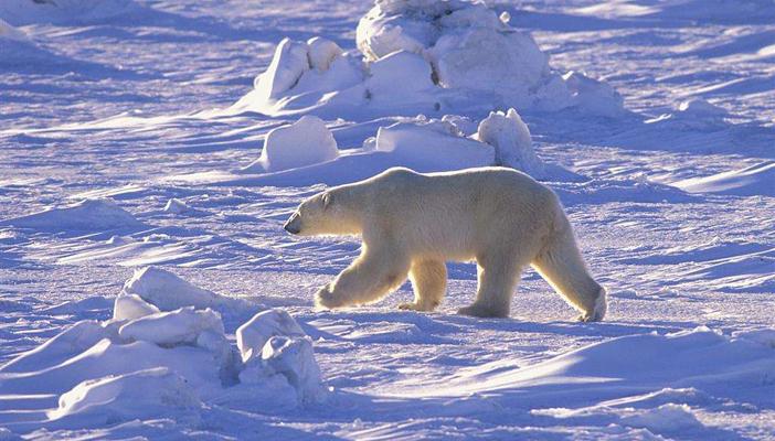 مفاجأة.. درجة حرارة القطب الجنوبي وصلت إلى 15 مئوية