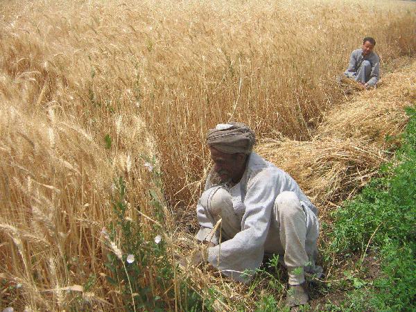 محافظ قنا.. تم زراعة 120 ألف فدان قمح بزيادة 3 آلاف فدان