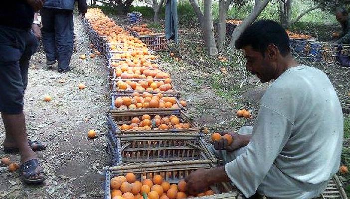 بعد وقف التصدير لليبيا.. خسارة تجار البرتقال ببني سويف