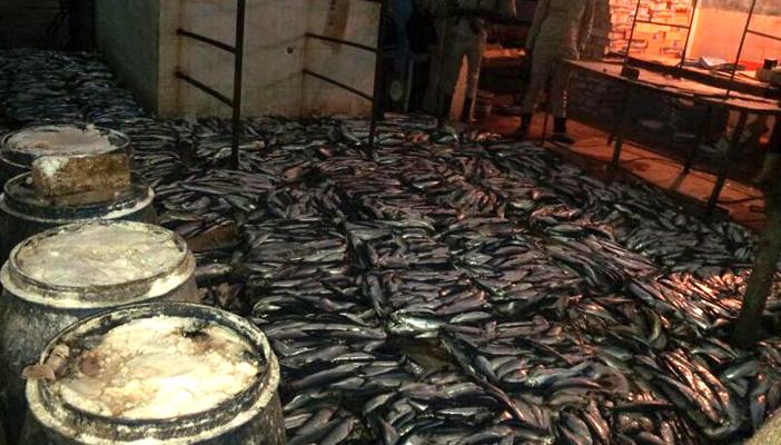 ضبط 25 طنًا من الرنجة والفسيخ غير صالحة للاستهلاك بأسيوط