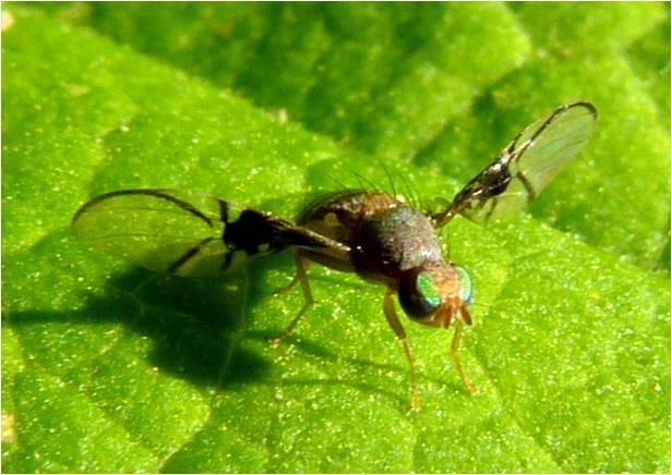 “ذبابة الفاكهة” تفوق أكثر المقاتلات تطوراً في “المناورة”