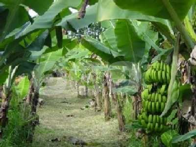 نقص المياه يهدد زراعات الموز بالدقهلية