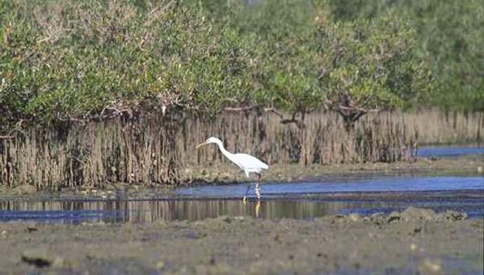 مياه الصرف الصحي تغرق محمية طبيعية بشرم الشيخ