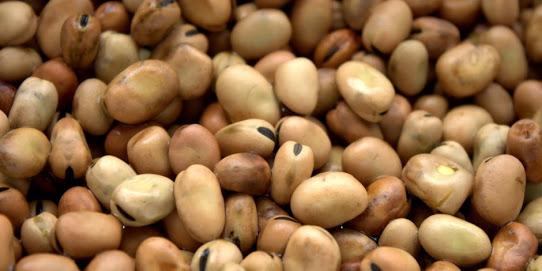 فول مسوّس وقمح مسرطن ولحوم ميتة.. هذا ما يأكله المصريون