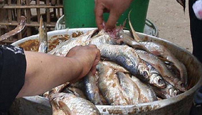 بالفيديو.. ضبط 70 طن أسماك ورنجة فاسدة قبل شم النسيم