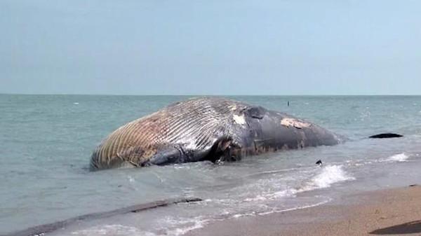 بالفيديو.. انتشال حوت ضخم نافق بسواحل شرم الشيخ