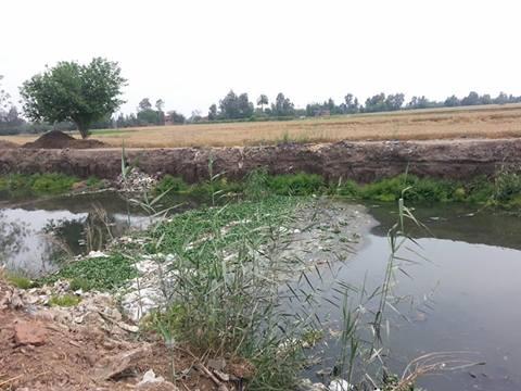 كارثة.. الري بمياه الصرف بطوخ طنبشا وسط غياب اﻷجهزة الرقابية