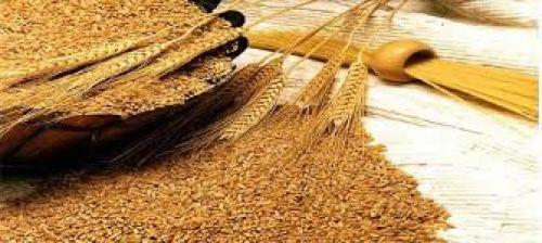 التراجع عن وقف الاستيراد.. قرارات مصيلحي تكشف فساد “التموين”