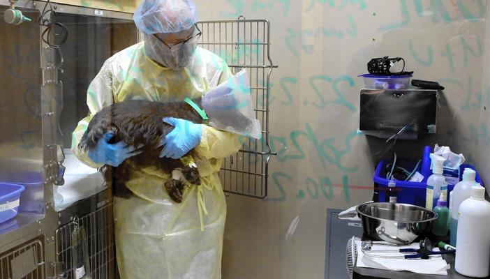 أنفلوانزا الكلاب.. فيروس جديد يهدد الحيوانات الأليفة حول العالم