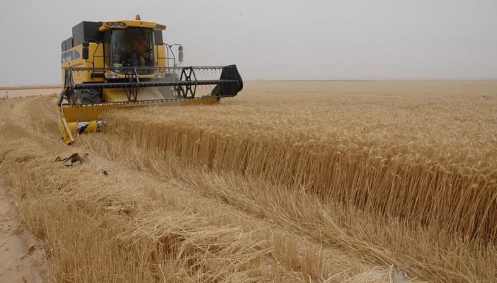 حكومة محلب تتأهب لـ”حصاد القمح”.. والأزمات تحاصر المزارعين