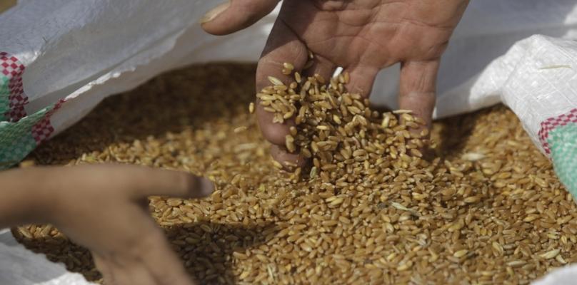 بعد ضغوط فرنسية.. مصر تسمح باستيراد شحنة القمح بطفيل الأرجوت