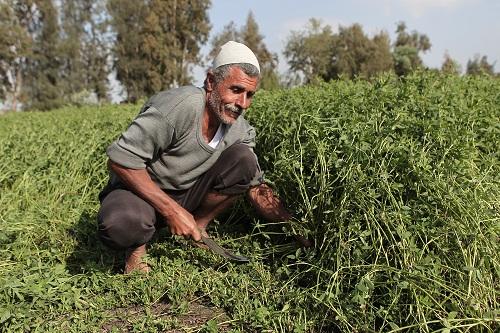 إلغاء دعم الفلاح.. هل تخطط الحكومة لتدمير الزراعة