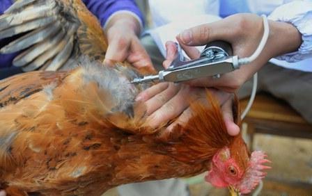 وزير الزراعة: لدينا معامل للكشف عن الفيروس الصيني الجديد