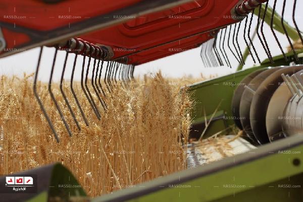 بدء موسم حصاد القمح مبكرا بسوهاج وتخصيص 30 لتر سولار للفدان