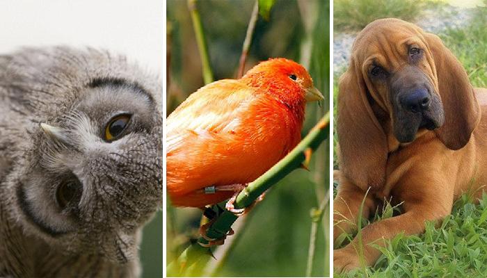 رزق واسع أو علامة للجن.. 5 أساطير ارتبطت برؤية الحيوانات