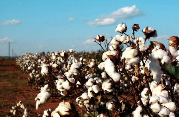 توفير الاعتمادات المالية استعدادًا لاستلام محصول القطن من الفلاحين