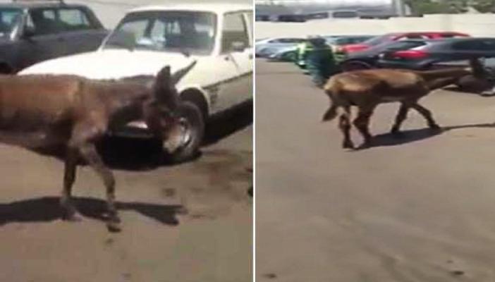 “سيسي” و”مفخخ” وفضيحة.. كيف رأي إعلاميو التوك شو “حمار المطار”