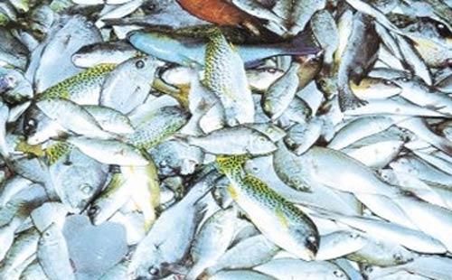 وزير الزراعة يزور المزارع السمكية المطورة بالشرقية