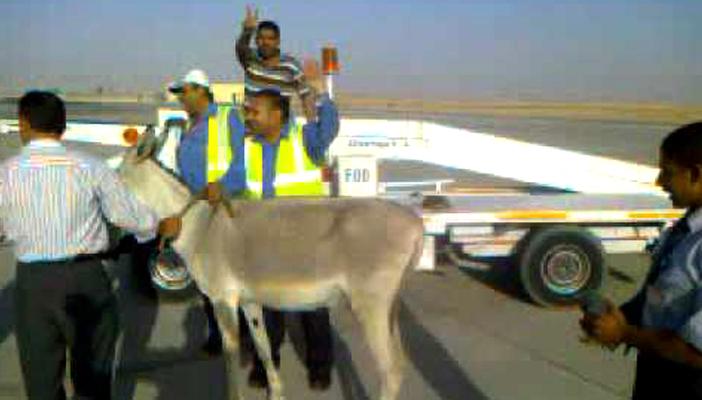 مصادر: “حمار مطار القاهرة” لم يكن تائها وزيارة ليست الأولى