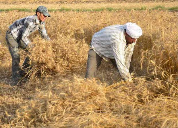 3 أزمات تنذر بكارثة لمزارعي القمح هذا العام