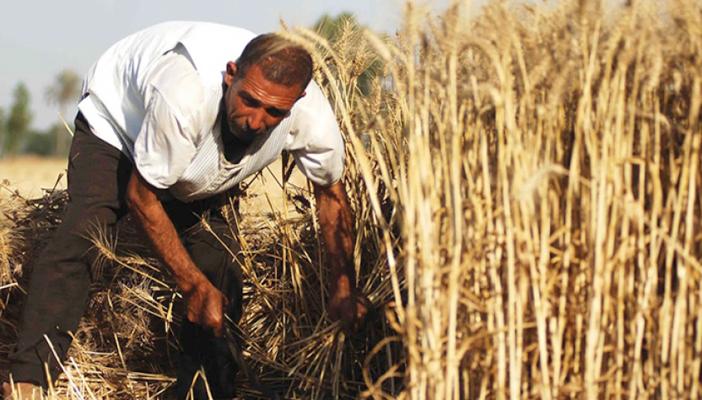 التموين: استلام 750 ألف طن قمح محلي خلال 15 يومًا من المزارعين