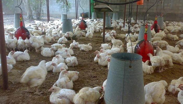 شعبة الثروة الداجنة: أسعار الدواجن سترتفع أول شهر رمضان