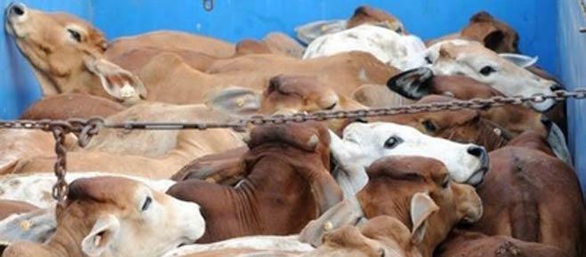 الزراعة:لم يصلنا إخطار بتعليق أستراليا لصادراتها من الماشية