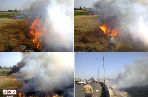 إحراق 76 طن قمح في أسبوع والفاعل مجهول