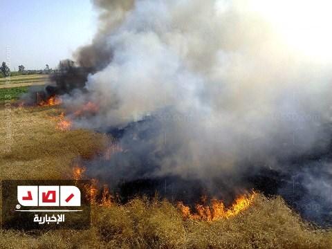 احتراق فدانين مزروعين بالقمح بكوم حمادة في محافظة البحيرة