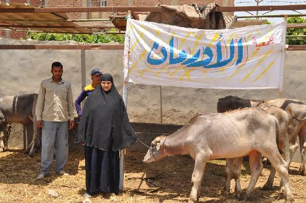 “الأورمان” تنتهي من تسليم 402 رأس ماشية وعمل 393 عملية قلب