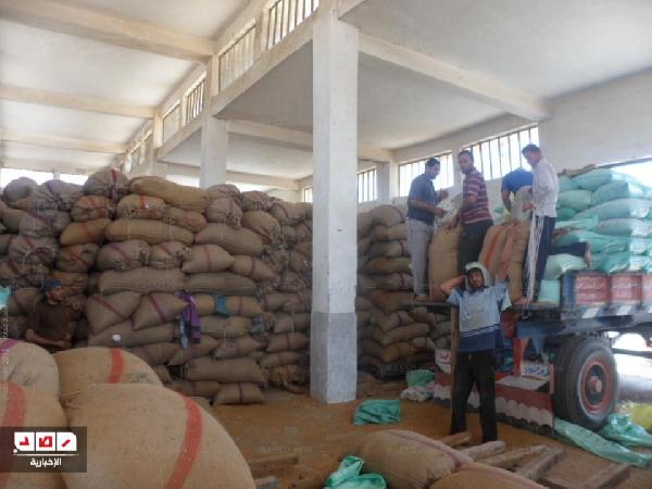 بالصور.. “رصد” تتابع تسليم و توريد القمح في شون البحيرة