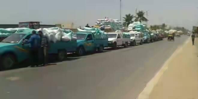 طوابير توريد القمح تمتد لساعات بالدقهلية.. والفلاحون: “مش هنزرعه تاني”