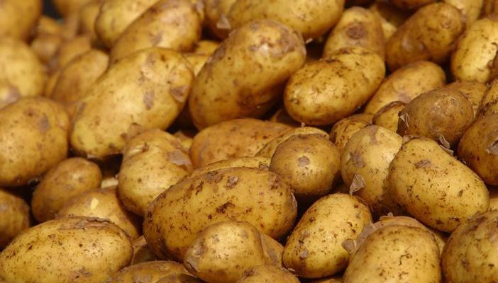 روسيا تحظر دخول شحنات بطاطس مصرية إلى أراضيها