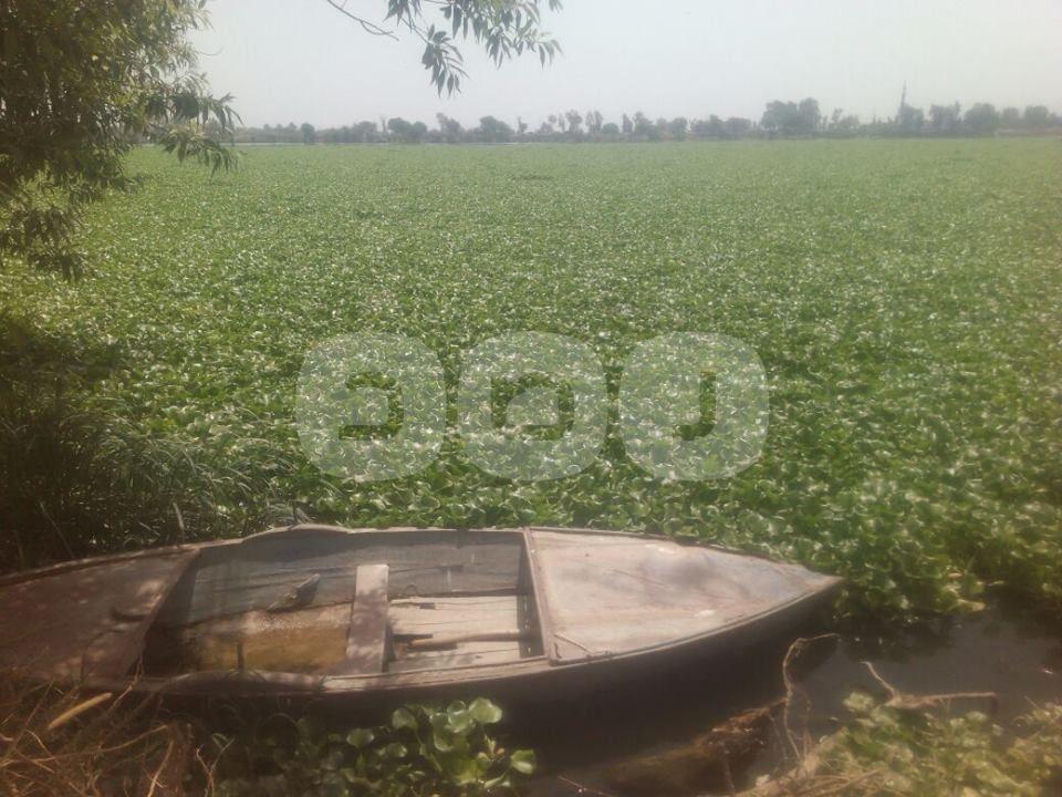 بالصور.. انتشار “ورد النيل” يعيق حركة الصيد بكفر الشيخ