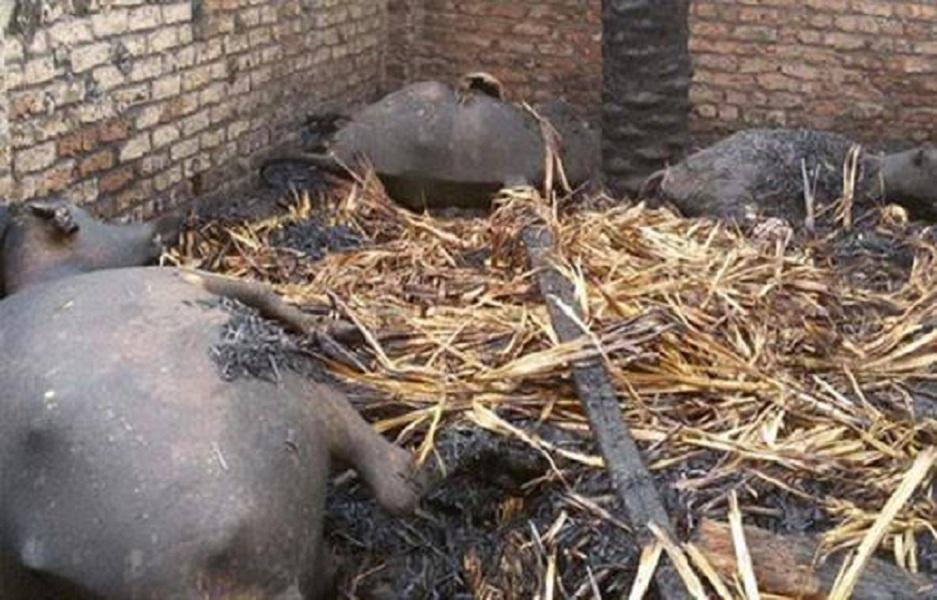 حريق بمزرعة مواشي بالمنوفية