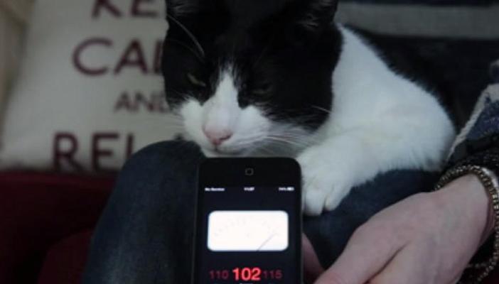 بالفيديو.. قط يدخل موسوعة “جينيس” بسبب صوته