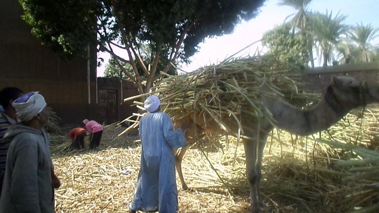 التموين تقترض 5 مليارات جنيه من البنك الأهلي