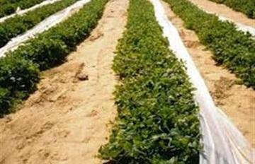 الصرف الصحي يهدد ٣٠ ألف فدان بالبوار في النوبارية