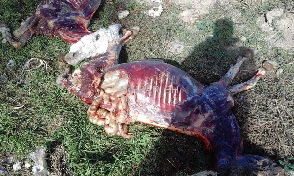 القبض على 3 أطفال أثناء ذبحهم 3 حمير في بني سويف