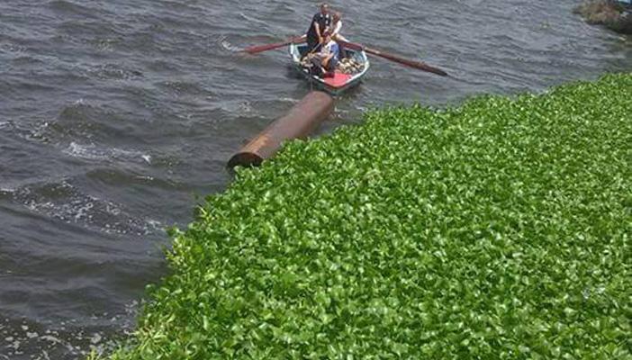 بالصور.. ورد النيل يملأ ترعة المحمودية بالبحيرة ويتسبب في نفوق الأسماك